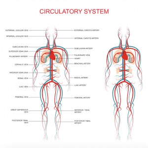 artery